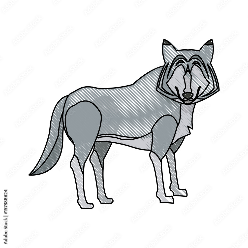 portrait wolf animal danger wildlife vector illustration