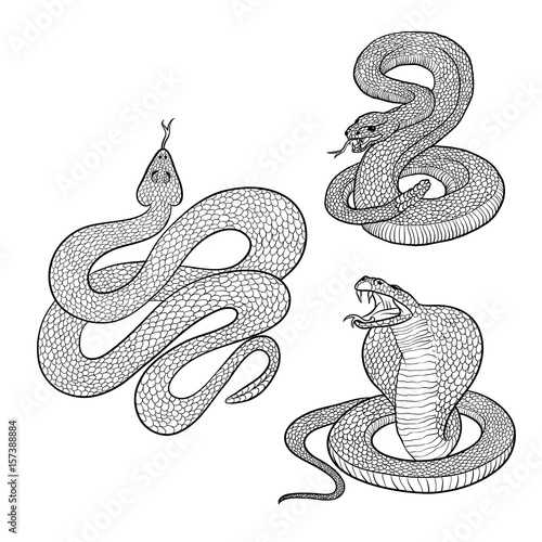 Vector isolated illustrations set aggressive venomous snakes ready to pounce. Figure dangerous reptiles cobra and rattlesnake with tongue and poisonous fangs. Tattoo serpent or drawing engraving.