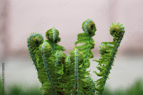 Nephrolepis exaltata The Sword Fern - a species of fern in the family Lomariopsidaceae.