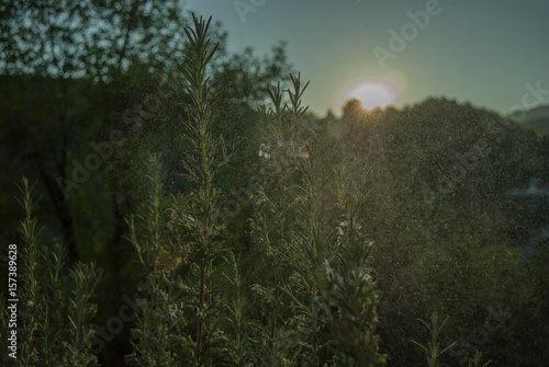 rosemary plant sprayed at sunset