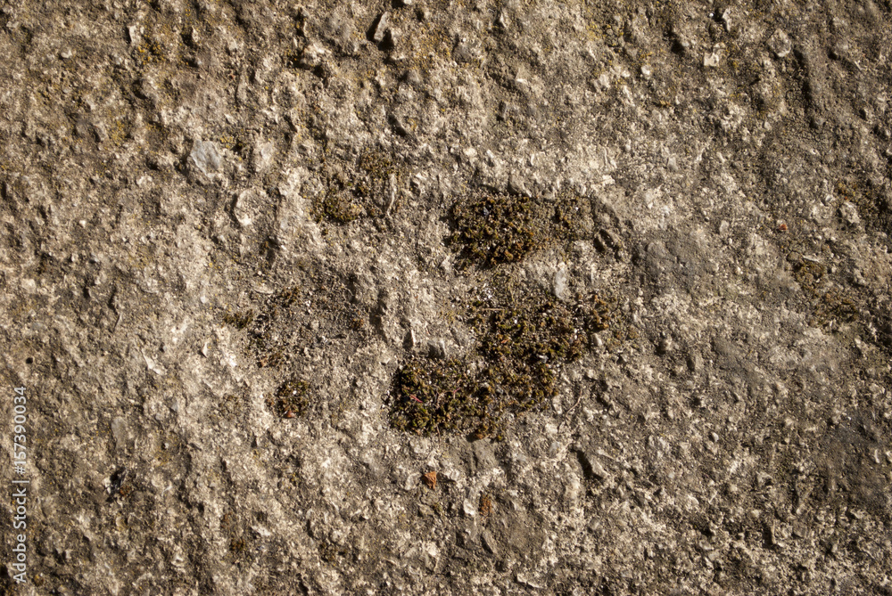 old footprint of a dog in concrete with moss in it old footprint of a dog in concrete with moss in it