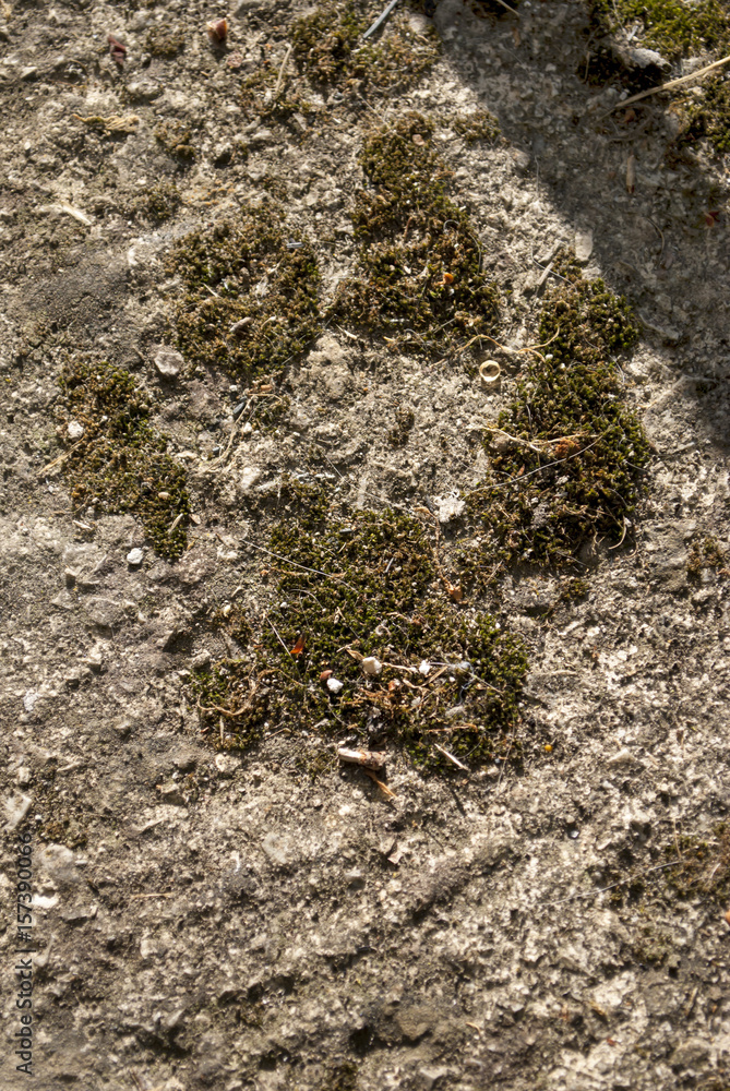 old footprint of a dog in concrete with moss in it