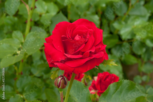 Edelrose im Garten