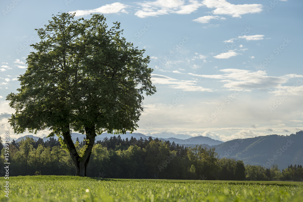 Obraz premium Majestic tree growing in green meadow