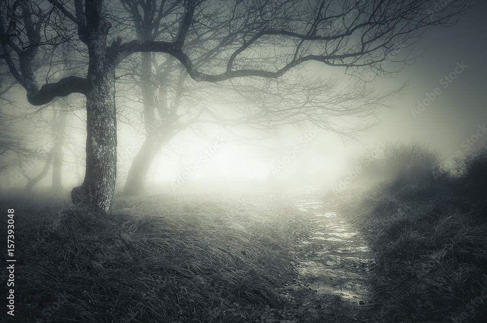 Fototapeta premium path in dark and scary forest