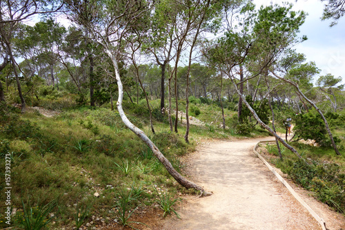 Path leading through a pine tree on the island of Mallorca, Spain