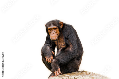 Fotografie, Tablou The portrait of black chimpanzee isolate on white background.
