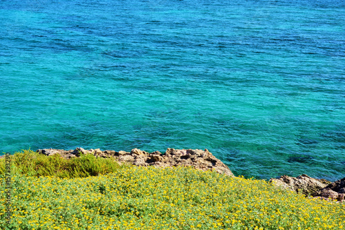 Yellow flowers growing next to the sea