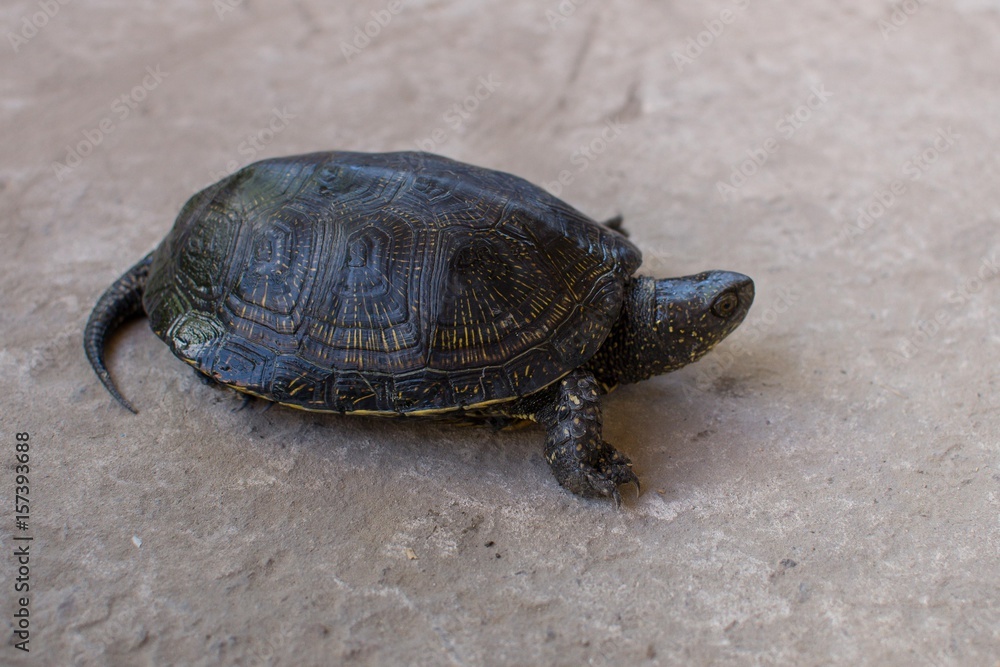 Obraz premium Turtle on the grey road