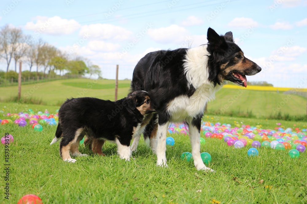 Border collie welpe und seine mutter