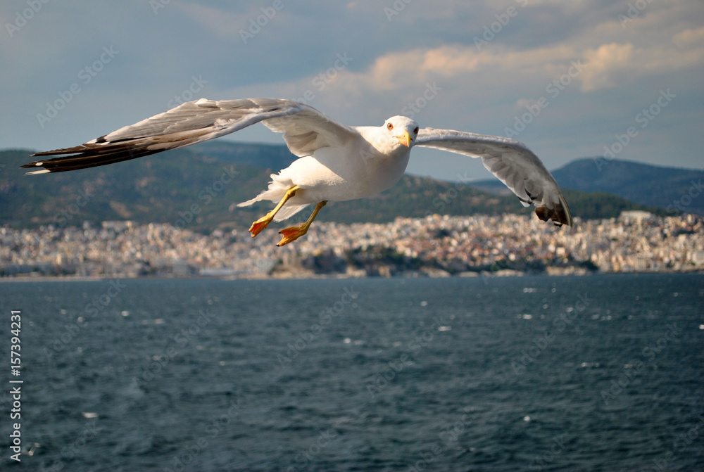 seagull (kelp gull) in flight (larus dominicanus) seagull (kelp gull) in flight (larus dominicanus)