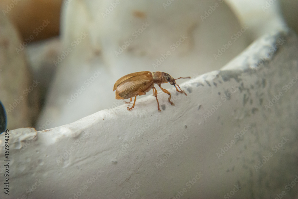 Small brown bug bettle closeup macro Small brown bug bettle closeup macro