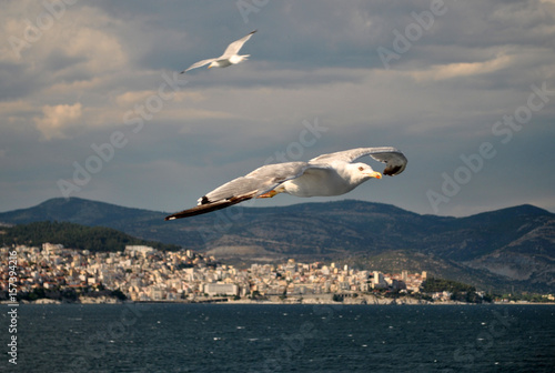 seagull (kelp gull) in flight (larus dominicanus)