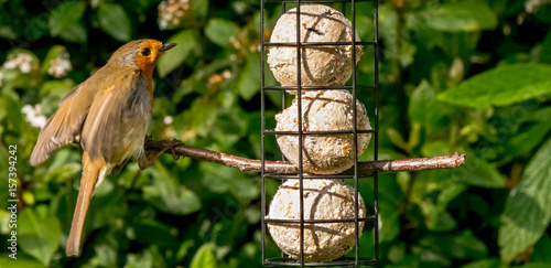robin coming in to land on twig by bird feeder