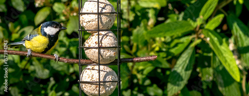 great tit sat perched on twig by bird feeder