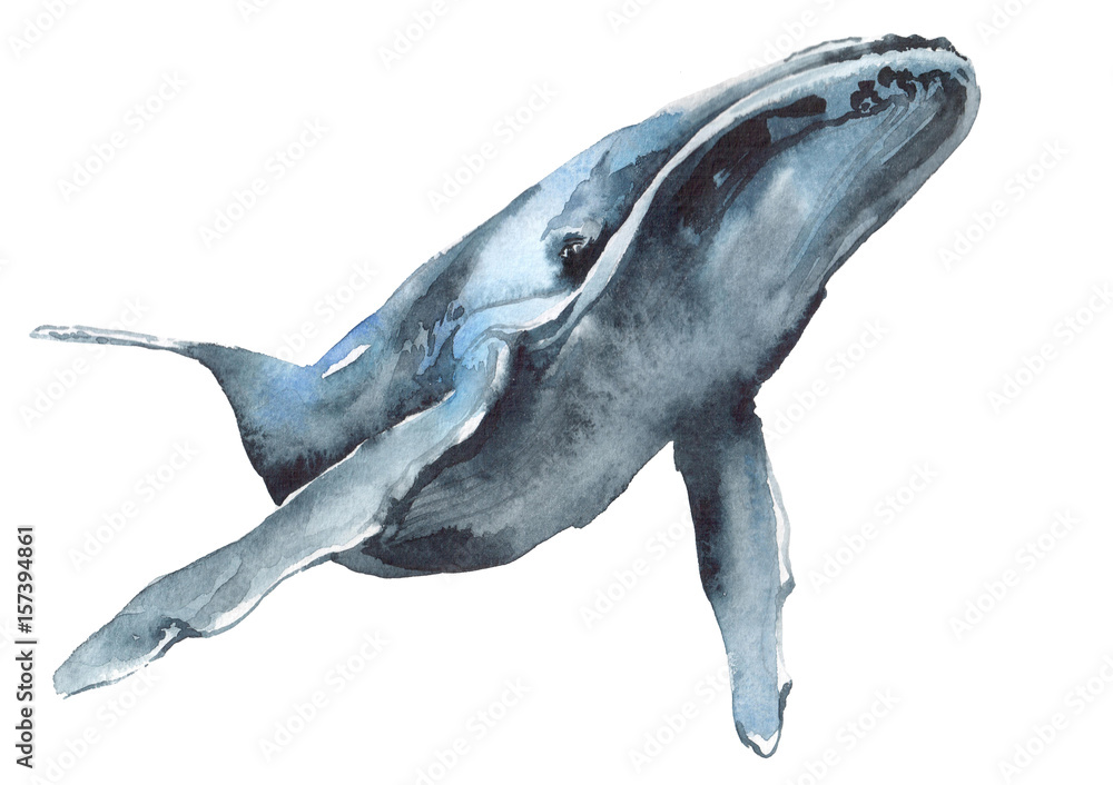 watercolor illustration of a blue whale Stock Illustration | Adobe Stock