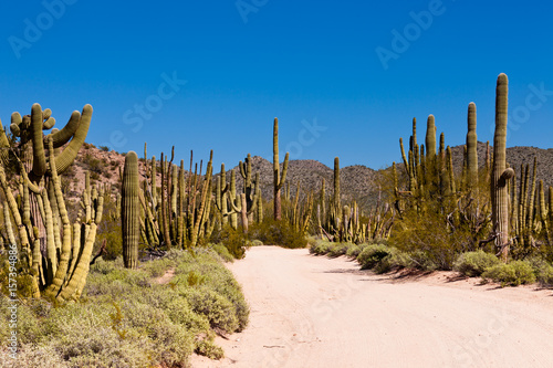 Sonora desert dusty road Organ Pipe NP Arizona US