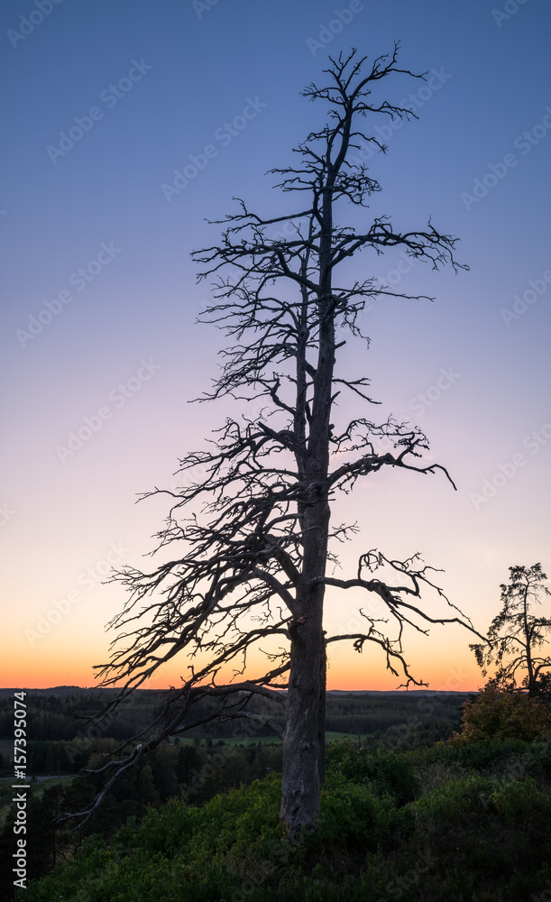 Landscape with sunset and deadwood at summer evening