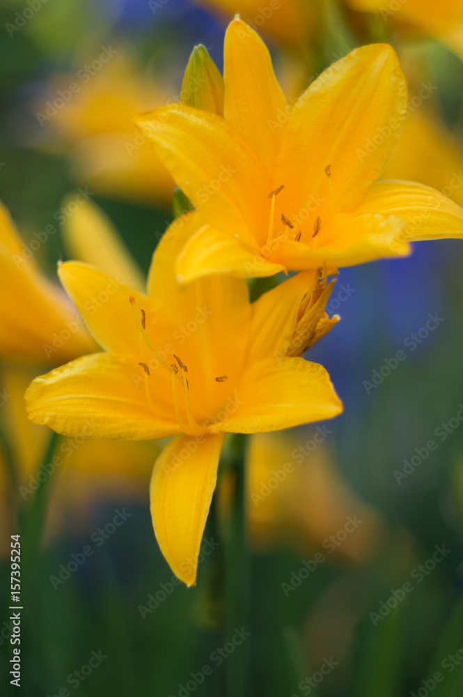 flower yellow lilies on a beautiful background. flower yellow lilies on a beautiful background.