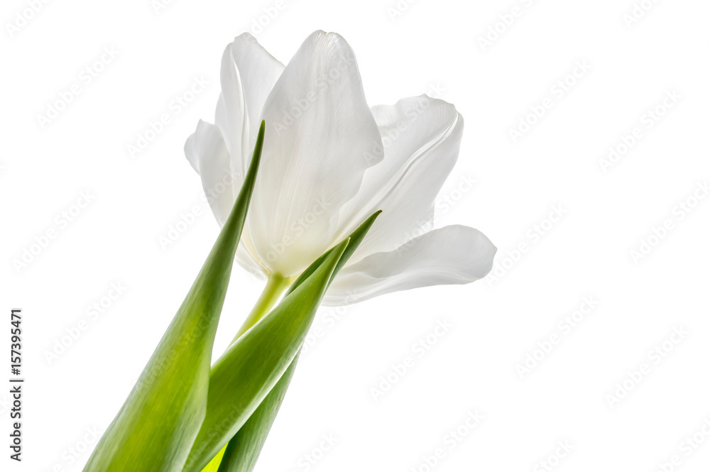 White Tulip on white background.White Tulip isolated White Tulip on white background.White Tulip isolated