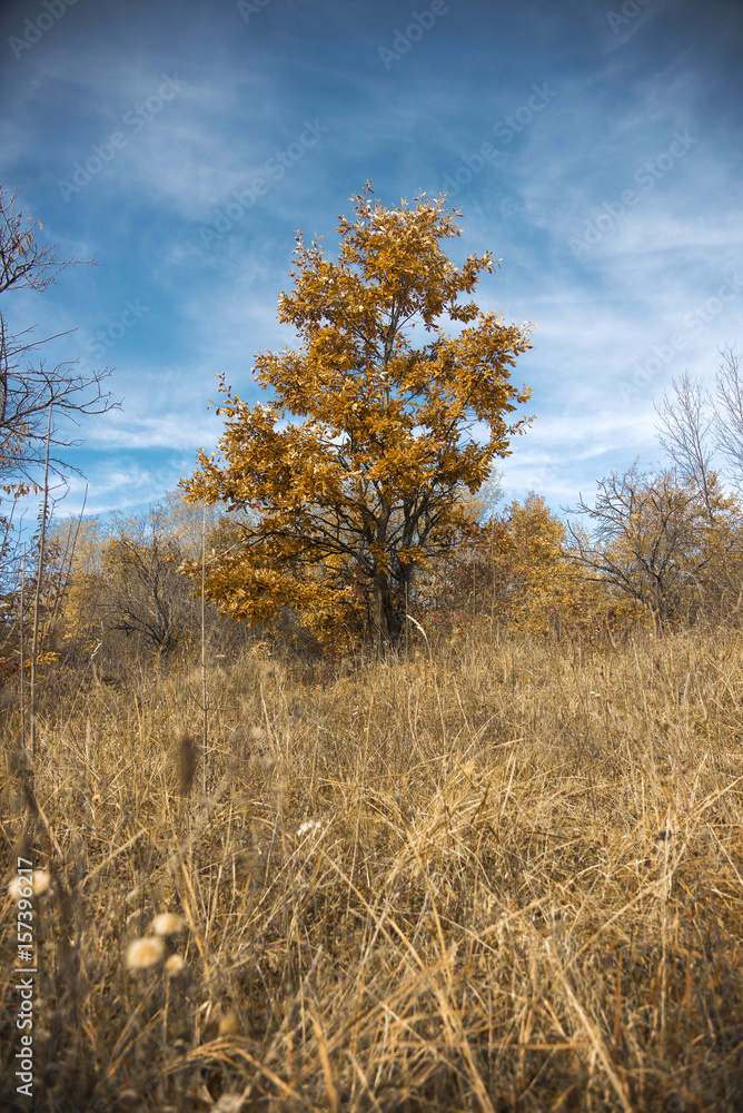 Beautiful autumn trees on a wide forest field against rich blue sky, central Serbia landscape Beautiful autumn trees on a wide forest field against rich blue sky, central Serbia landscape