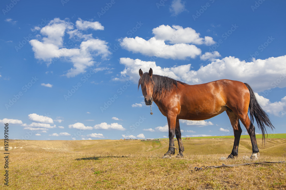 red domestic horse