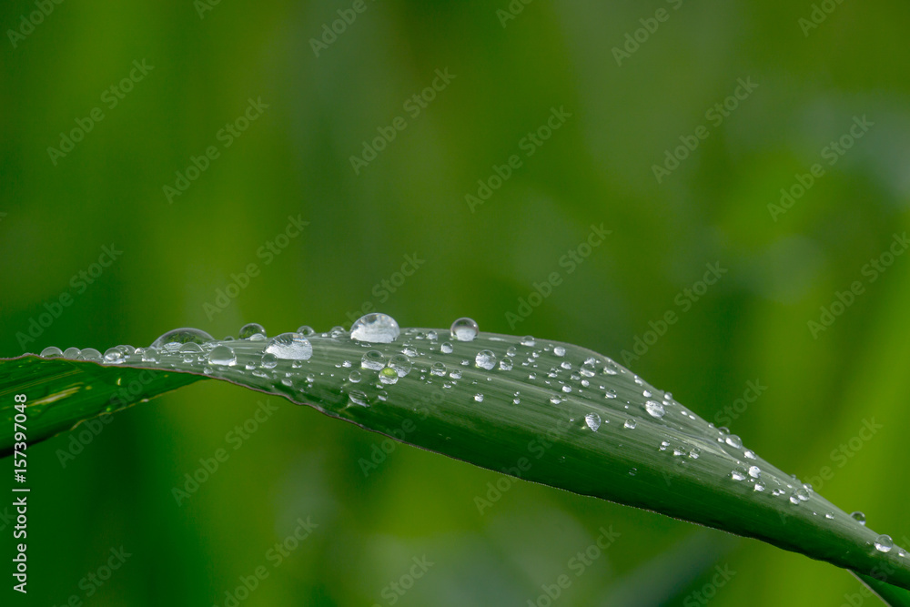Beautiful green leaf with drops of water Beautiful green leaf with drops of water