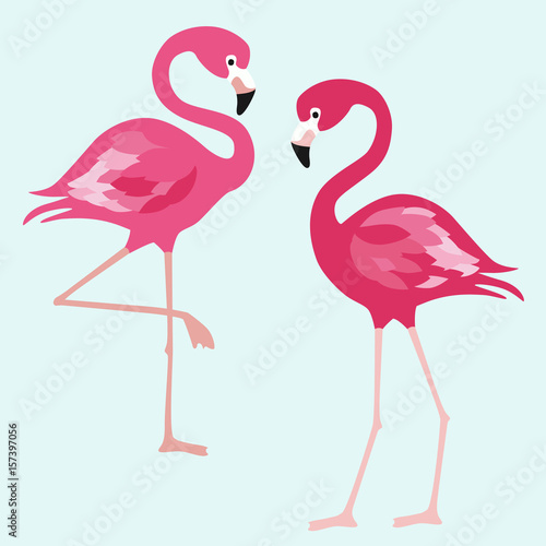 Flamingo. Exotic birds on white background. Vector trendy illustration.