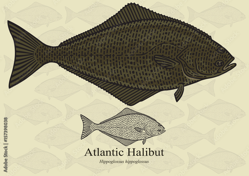 Atlantic Halibut. Vector illustration for artwork in small sizes