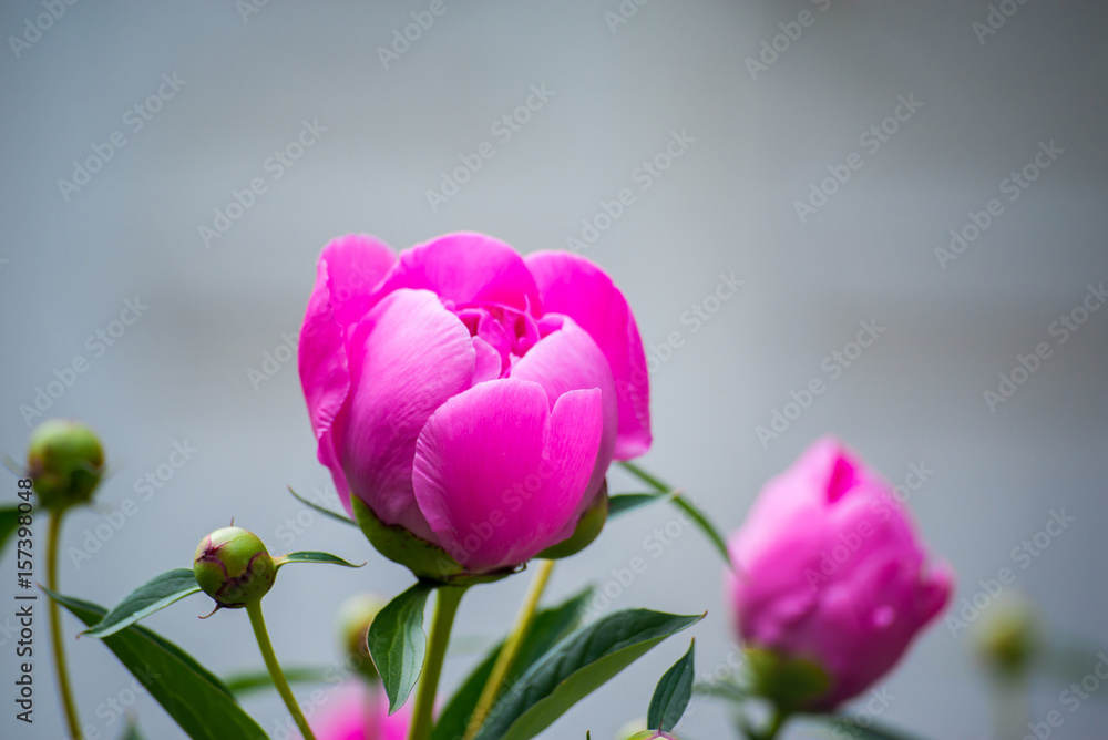 Obraz premium Beautiful pink peonies in the garden