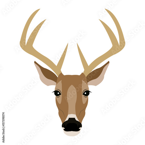 Hand drawn graphic sketch illustration of a deer head with big antlers, front view, vector wildlife poster.