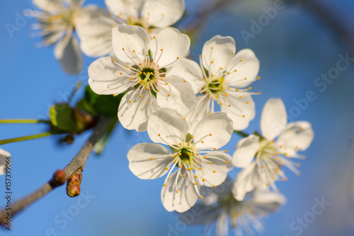 Bunch of white cherry blossom. A macro shot of blossoms blooming against a vivid blue sky.
