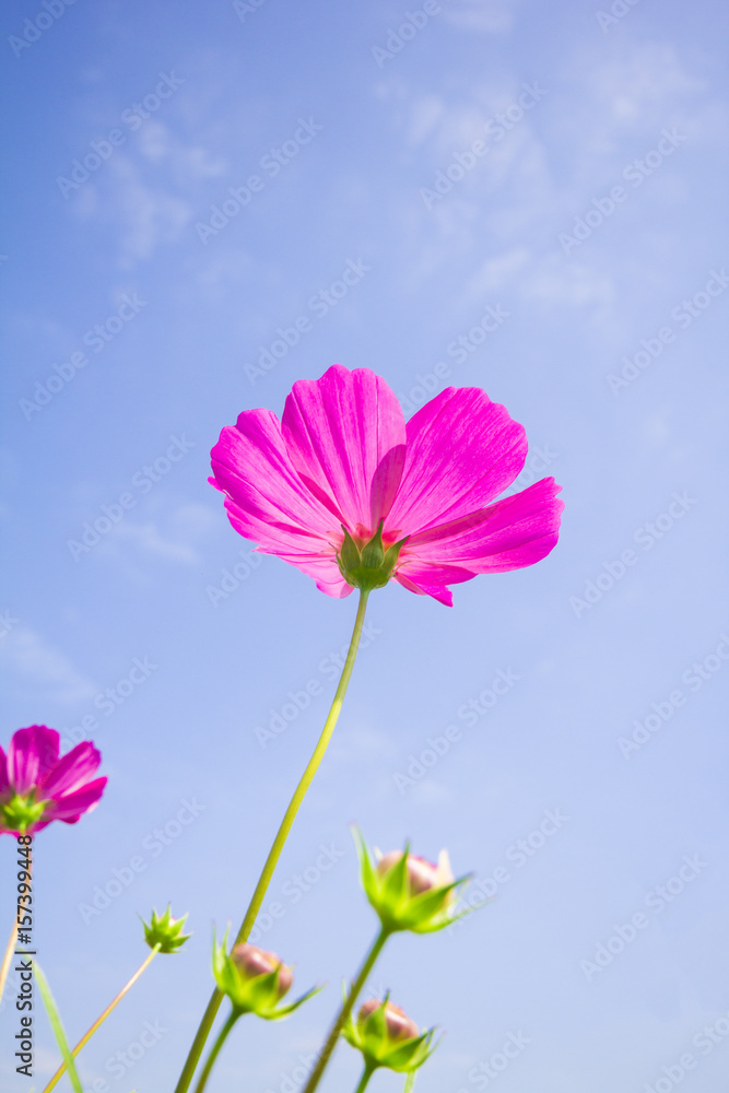 Pink cosmos flowers and blue sky background. Pink cosmos flowers and blue sky background.