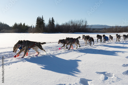 Sled dog team racing in Yukon Quest