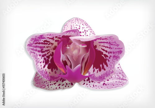 Isolated orchid flower. Rare moth orchid hybrid with pink/violet stripes and patterns, one flower on white background with blend shadow. Vector saved in eps10.