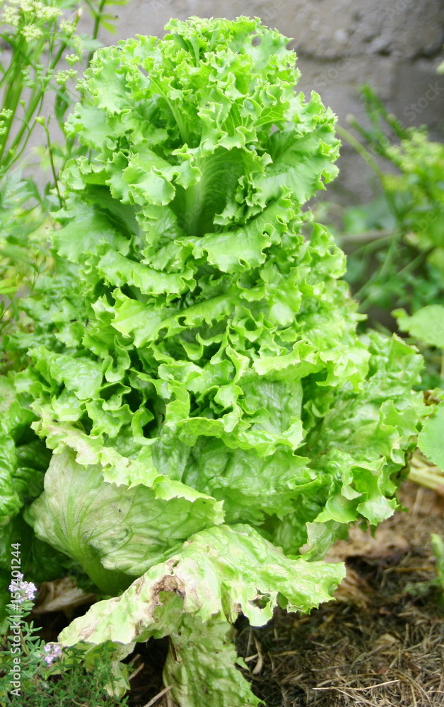 salade montée, dans jardin potager Stock Photo | Adobe Stock