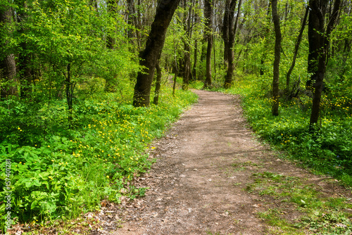 Forest landscape. Beautiful spring forest, forest path, wooden bridge and meadows bloom with squill at sunset. Ropotamo National Park, South Coast, Bulgaria.