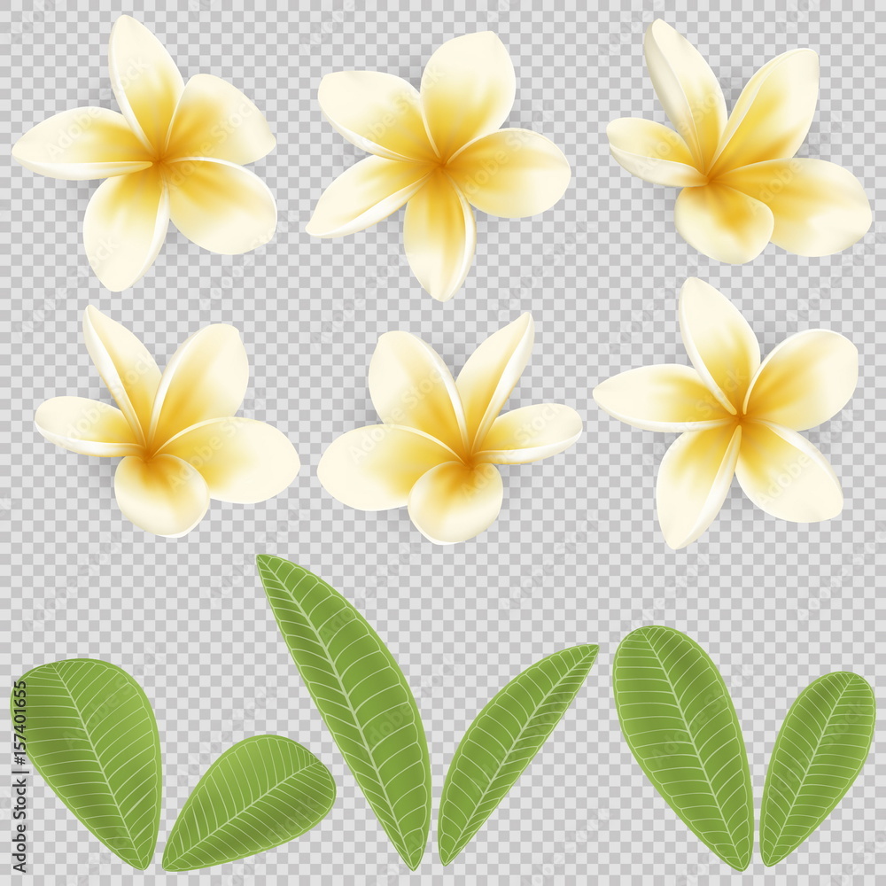 White and yellow Plumeria Flower White and yellow Plumeria Flower