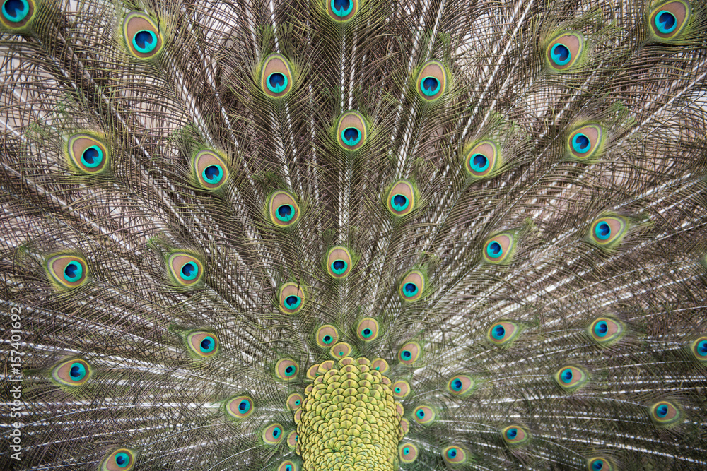 Obraz premium Peacock