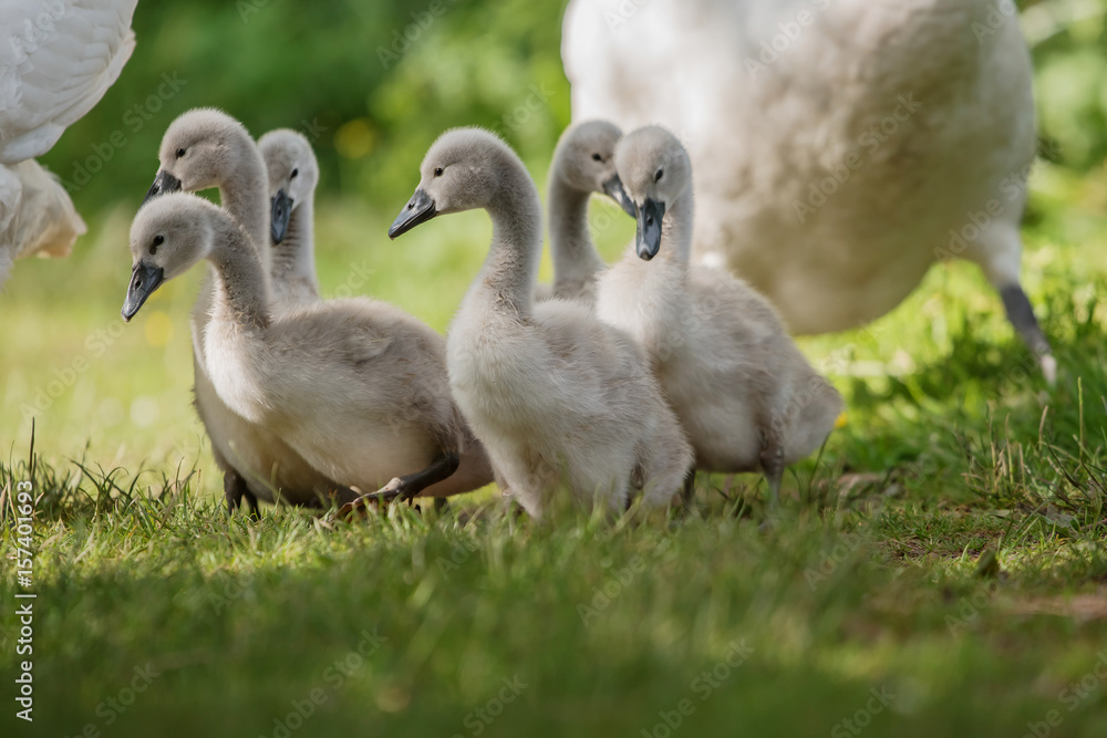 Mute Swan, Swans - nestling, nestlings Mute Swan, Swans - nestling, nestlings