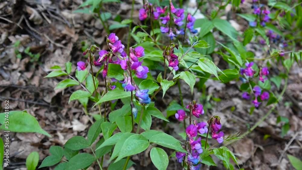 Lathyrus vernus purple flower in the shade in spring forest. Shooting static camera. Light wind. Lathyrus vernus purple flower in the shade in spring forest. Shooting static camera. Light wind.