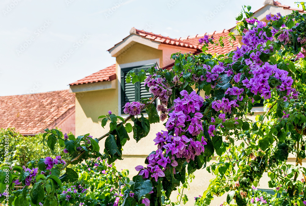 Blooming tree and building roof in Omis