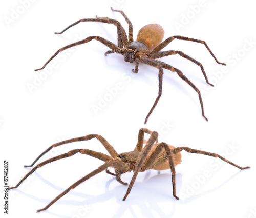 Brown spider on white