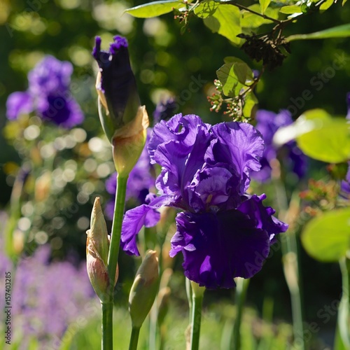 Fototapeta Naklejka Na Ścianę i Meble -  Schwertlilie Iris barbata-elatior 'Blenheim Royal'