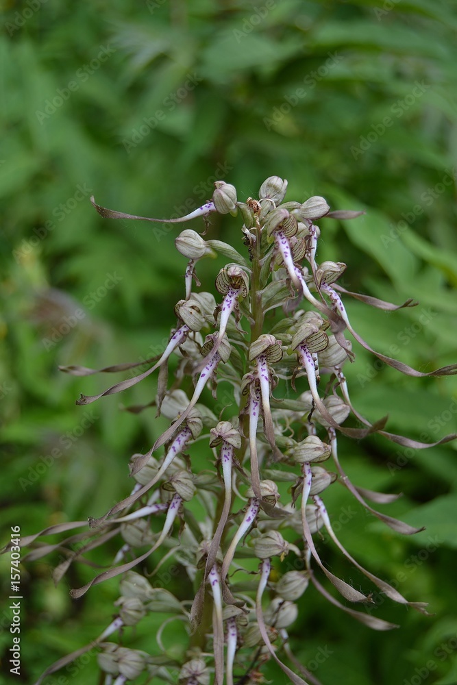 Naklejka premium Bocksriemenzunge