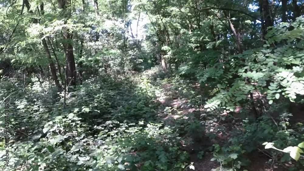 Aerial shot – flying trough a forest – backward slow motion
Aerial shot – flying trough a forest – backward slow motion
