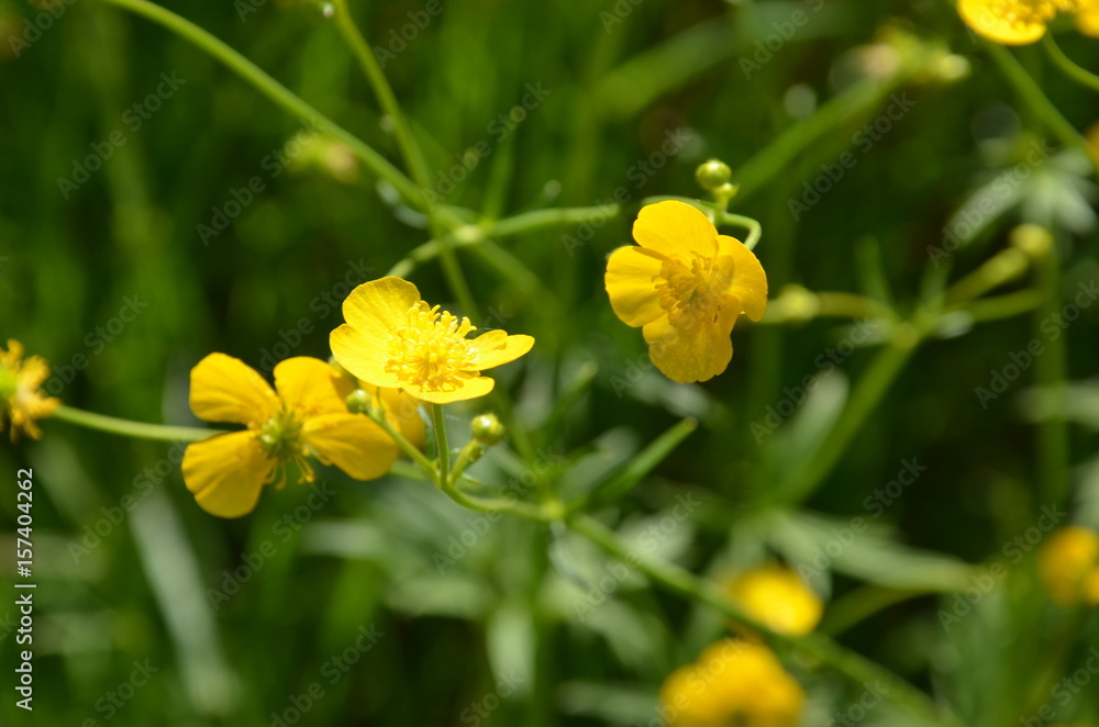 Butterblumen - Wildblumenwiese Butterblumen - Wildblumenwiese