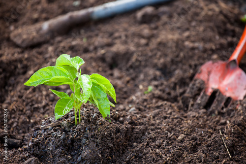 Young plant growing in soil with shovel