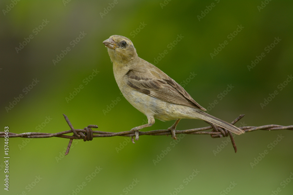 Plain-backed Sparrow; Passer flaveolus, female Plain-backed Sparrow; Passer flaveolus, female