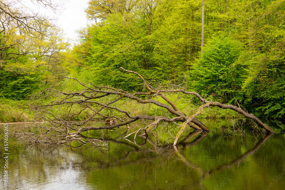 Fototapeta premium view of a lake with reflection of trees - seen at nature reserve wahner heide near cologne, germany